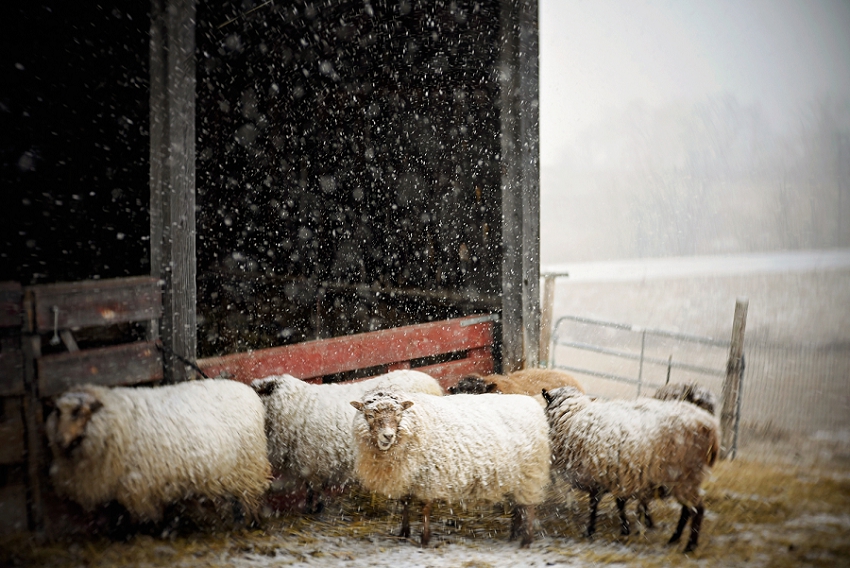 Week 07- Sheep In Snow, Massachusetts