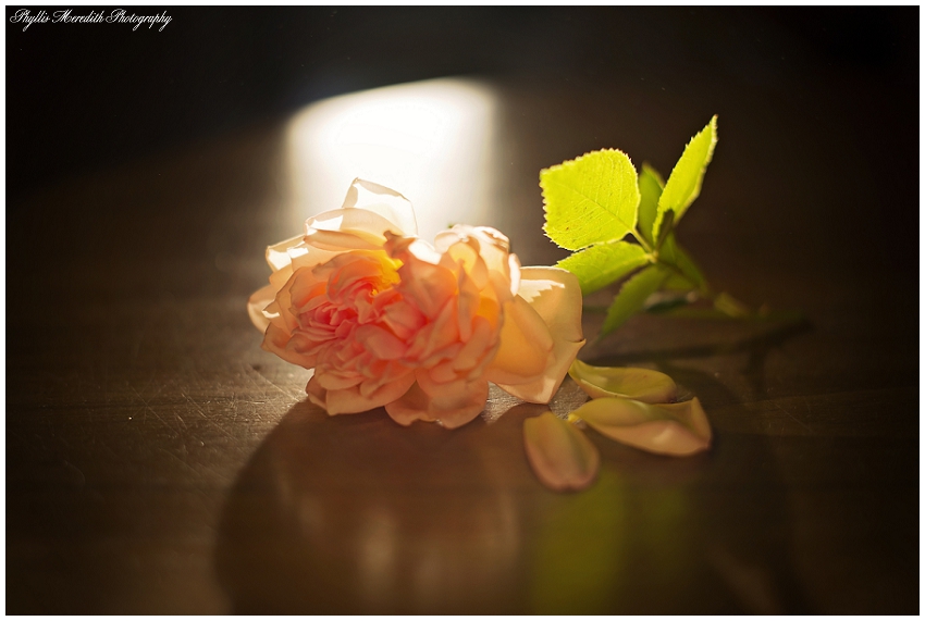 365 Project 2014