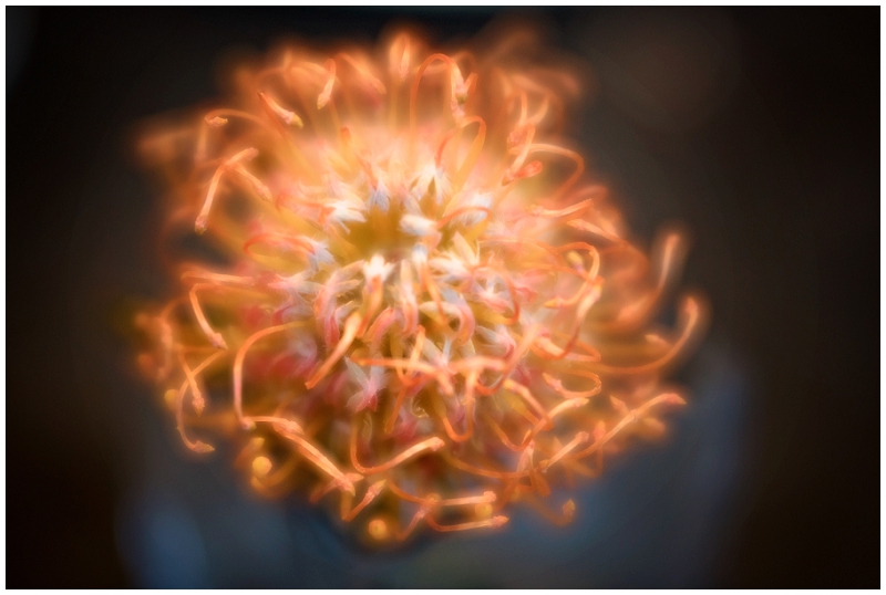Phyllis Meredith Photography 