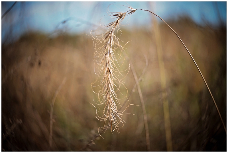 Phyllis Meredith Photography 