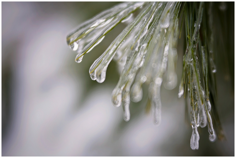 Phyllis Meredith Photography 