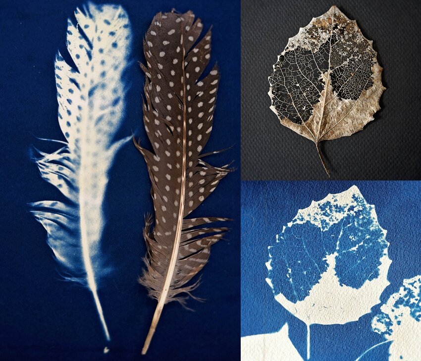 This shows a feather and a leaf and the image they left on the paper after it was washed with water.
