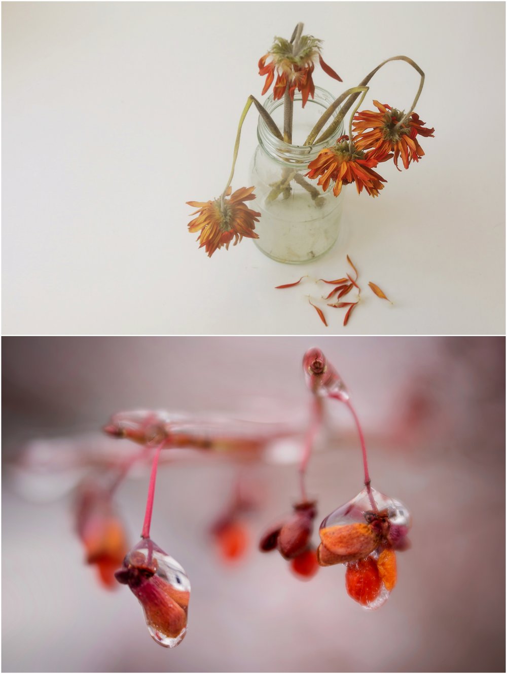 Lili Love Photography Top Image Phyllis Meredith Photography Bottom Image