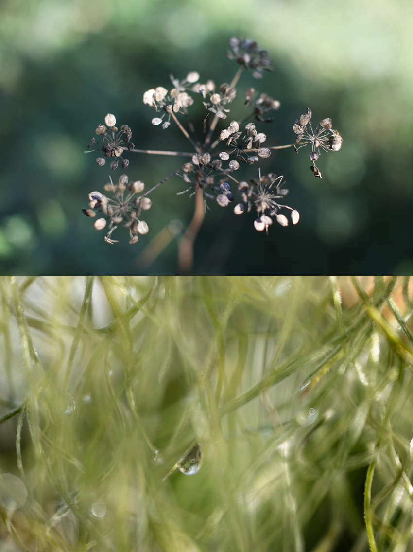 Lili Love Photography Top Image Phyllis Meredith Photography Bottom Image 