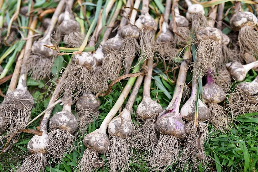 Week 30, The Great Garlic Harvest, Massachusetts